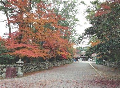 参道の紅葉.jpg