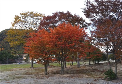 木々の紅葉.jpg